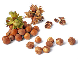 hazelnuts