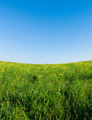 green meadow, blue sky with concave horizon