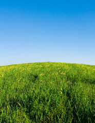 green meadow, blue sky with convex horizon