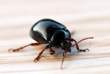 Naklejka premium insecte