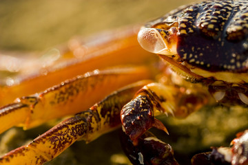 close-up of crab on rocks in warm sunshine