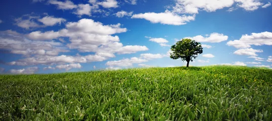 Foto auf Acrylglas Gras Lonely tree on green filed