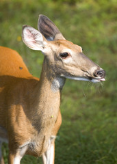 whitetail deer doe with her tongue sticking out