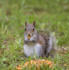 tree squirrel that's eating a kernel of corn