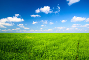 Obraz premium perfect field and blue sky