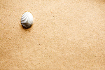 Fototapeta na wymiar A shell on a background of golden warm sand