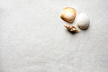 Seashell and Sand