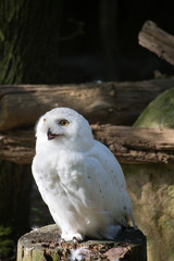 White snow owl sitting on a branch