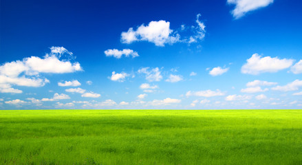 Fototapeta na wymiar perfect green field and sky