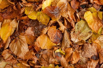 Wet, fallen autumn leaves on the ground
