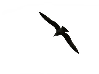 Flying bird silhouette isolated on white background
