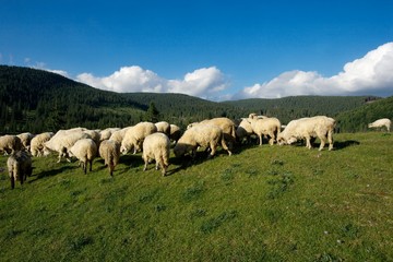 Sheeps grazing on beautiful green mountain fields
