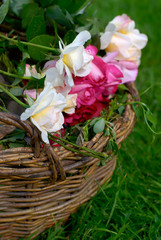 Basket full of beautiful roses, shallow DOF.