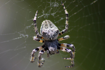 Closeup of a spider