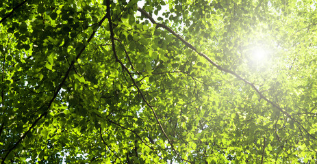 Fototapeta na wymiar sunlight in deep forest