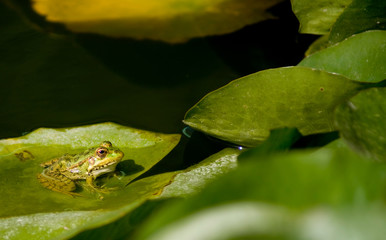 Frog