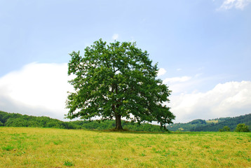 Fototapeta na wymiar sole tree on green meadow