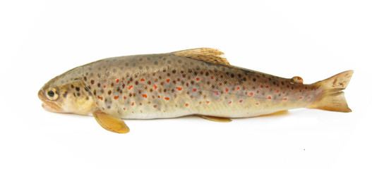 Trout young isolated on white background