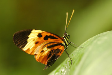 single butterfly at rest on lush green vegetation