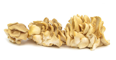 Oyster mushrooms Pleurotus ostreauts