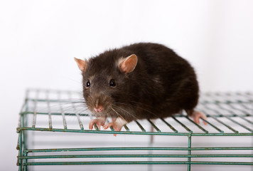 Black domestic rat on a cage close up