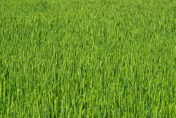 green wheat field