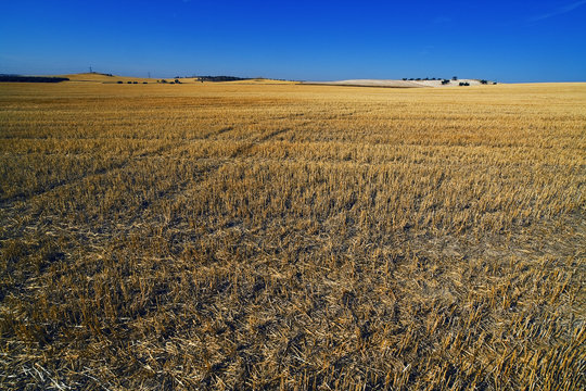 Campo de trigo
