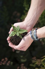 Hand mit Pflanze - Hands Holding Plant