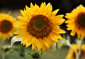 Obraz premium sunflower