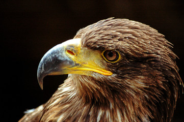 Aigle