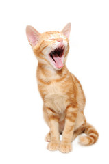 Yelling orange tabby kitten isolated on white background
