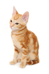 Orange tabby kitten isolated on white background