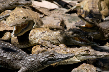 Obraz premium Crocodiles
