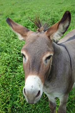 A pretty mule in a green pasture