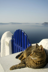 Cat Cat on Gate in Santorini, Greece
