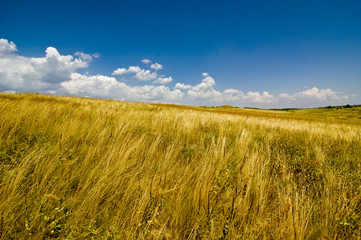 Fototapeta premium feather grass