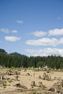Clear cut forest, washington state, near Snoqualmie Pass