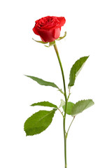 Red valentine rose on white isolated background