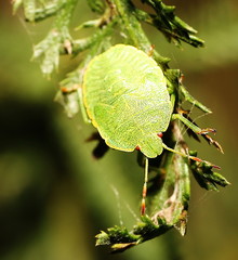 the green shield bug