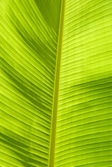 leaf of banana palm