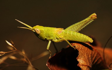 green Grasshopper