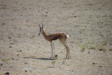 impala