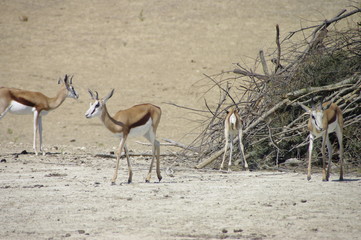 impala