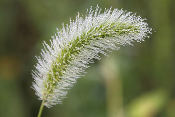 Foxtail with Dew in the Morning