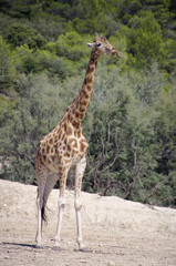 afrique sauvage