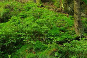 Fototapeta na wymiar Wald - forest 36