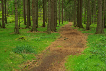 Wald - forest 44