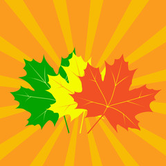 Autumn maple leaves of the orange light background