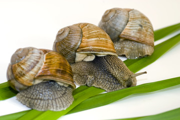 Three snails and green grass on a white background