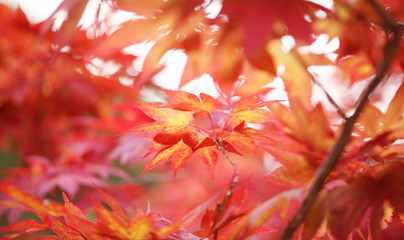 Naklejka na ściany i meble Red Japanese maple leaves in sunlight